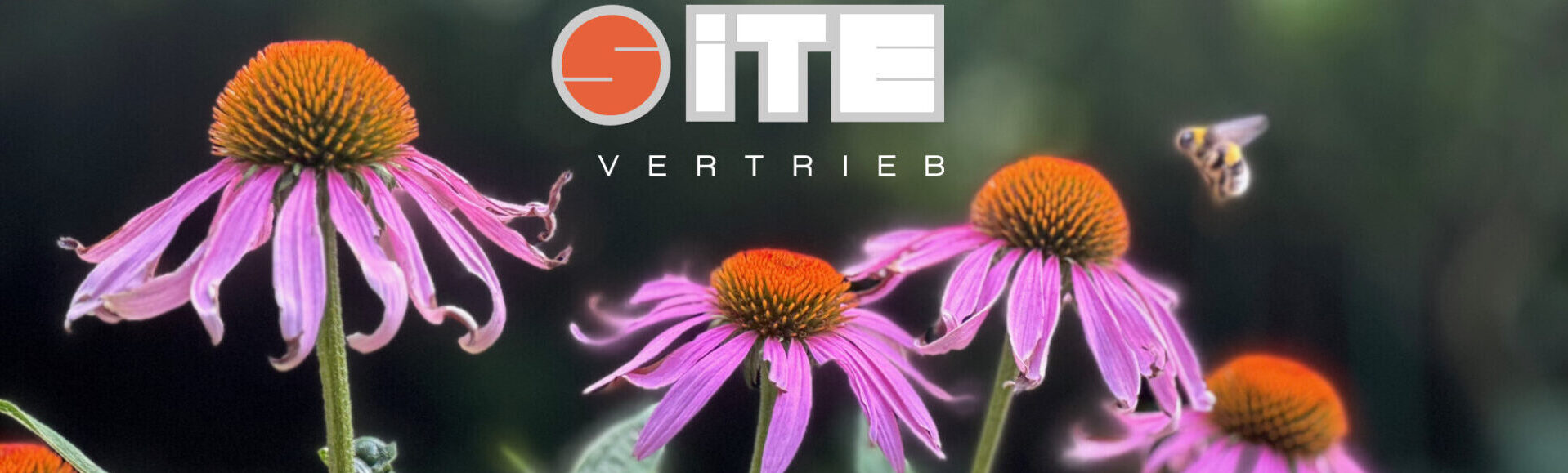 Sitevertrieb . WEB  . PRINT  . LOGO 